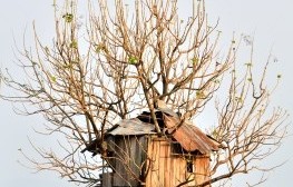 Treehouses